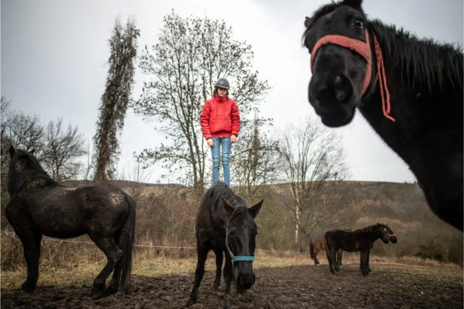 Kobakot viselő fiatal áll egy fekete ló hátán a sáros legelőn, miközben más lovak veszik körül a szabadban.