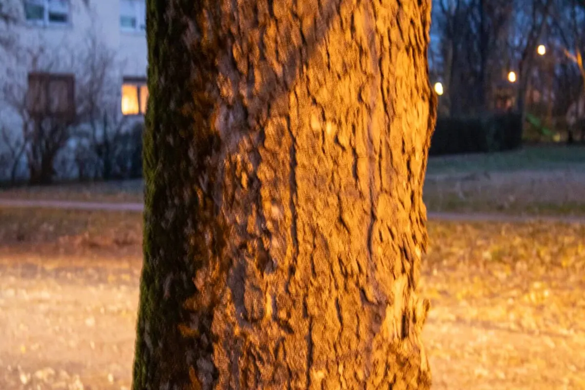 Ez egy faa kérges törzse közelről, amelyet meleg, sárgás fény világít meg egy esti parkban, elmosódott háttér előtt.
