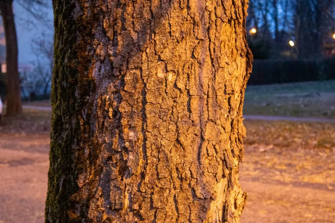 Ez egy faa kérges törzse közelről, amelyet meleg, sárgás fény világít meg egy esti parkban, elmosódott háttér előtt.