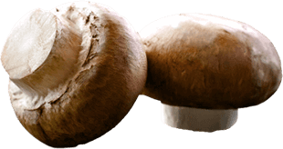 Két barna csiperkegomba látható fehér háttér előtt, a gombák kalapja és tönkje jól látható.