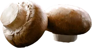 Két barna csiperkegomba látható fehér háttér előtt, a gombák kalapja és tönkje jól látható.
