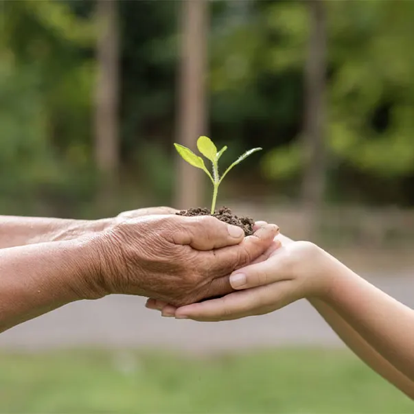 Két kéz tart egy kis növényt földdel, zöld háttérrel. A kéz ráncos, a másik sima.