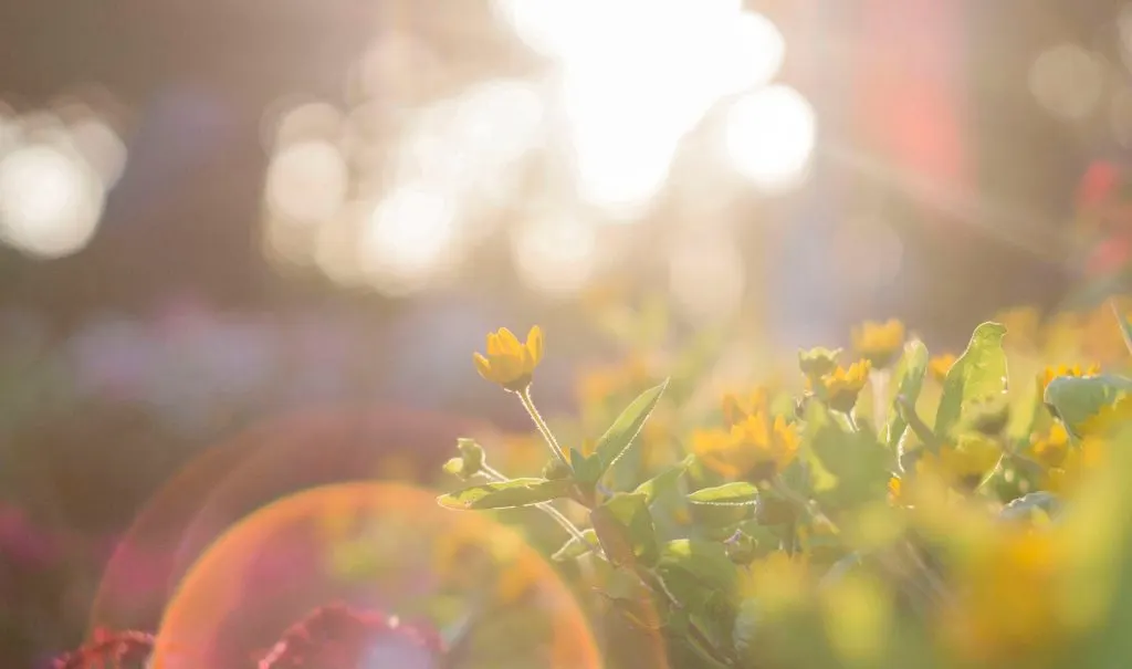 Sárga vadvirágok a tavaszi napfényben bokeh háttérrel.