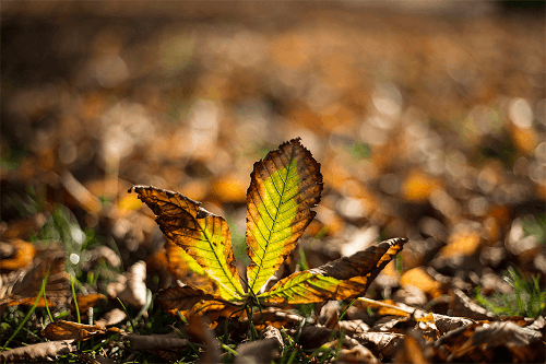 Egy gesztenye levél zöld és barna színben, 5 ággal, őszi levelekkel borított földön.