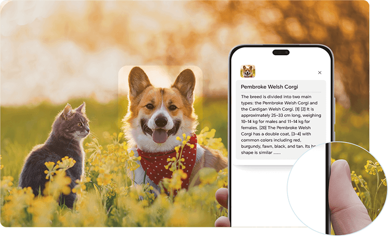 A képen egy macska, egy corgi és egy okostelefon látható virágos mezőben. A telefonon corgi információk láthatók.