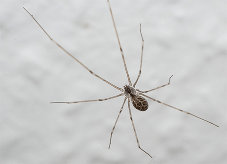 A képen egy pókszázlábú látható, hosszú, vékony lábakkal, a háttérben pedig fehér felület van.