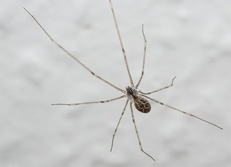 A képen egy pókszázlábú látható, hosszú, vékony lábakkal, a háttérben pedig fehér felület van.