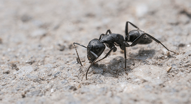 Fekete hangya látható a szürke talajon. A hangyának hat lába és két csápja van.