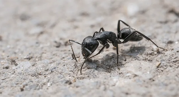 Fekete hangya látható a szürke talajon. A hangyának hat lába és két csápja van.