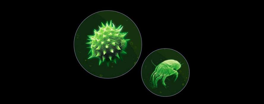 Auf schwarzem Grund sind zwei grüne, kreisförmige Bilderrahmen zu sehen. Der linke Rahmen enthält ein stacheliges Pollenkorn, der rechte eine Hausstaubmilbe.