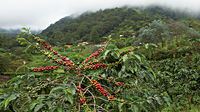Hügeliges Gelände mit grüner Vegetation und verstreuten Häusern unter bewölktem Himmel. Ein Kaffeebaum mit roten und grünen Kaffeekirschen im Vordergrund.