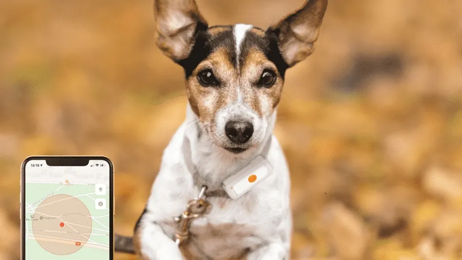 Ein Hund mit Halsband steht vor einem unscharfen, herbstlichen Hintergrund. Links ist ein Smartphone mit einer Karten-App zu sehen.