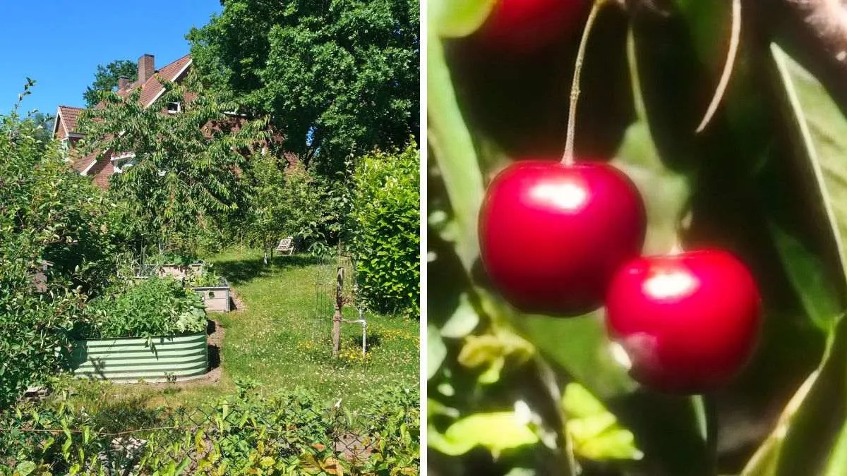 Das linke Bild zeigt einen Kirschbaum in einem Garten. Das rechte Bild zeigt daran reifende Kirschen, aufgenommen mit dem 140-fachen Digitalzoom des Nothing Phone (4a) Pro. Die Zoom-Aufnahme zeigt eine deutliche Unschärfe und unnatürliche Farben.