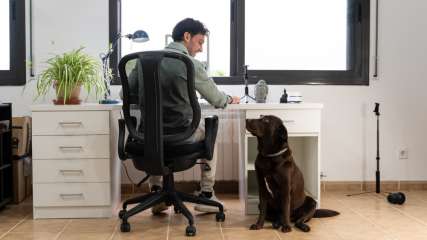 Ein Mann sitzt an einem Schreibtisch und schaut einen daneben sitzenden Hund an.