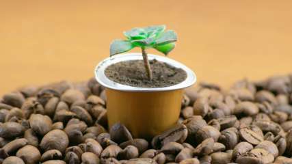 Eine Pflanze sprießt aus einer Kaffeekapsel.