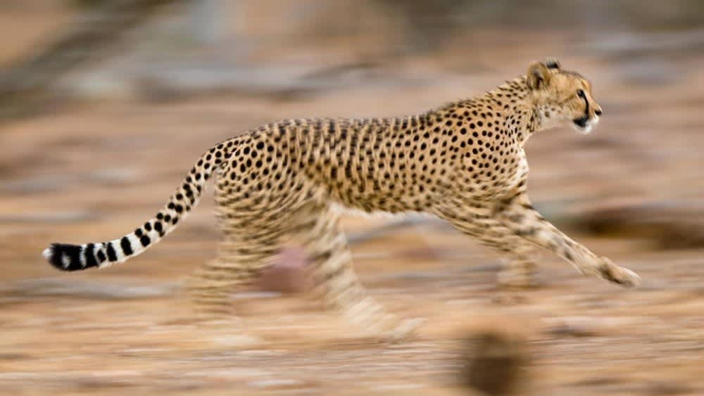 Verwackeltes Bild von laufendem Leopard 