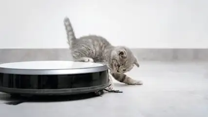 Eine getigerte, graue Katze spielt mit einem schwarzen Saugroboter auf einem grauen Boden vor einer weißen Wand.