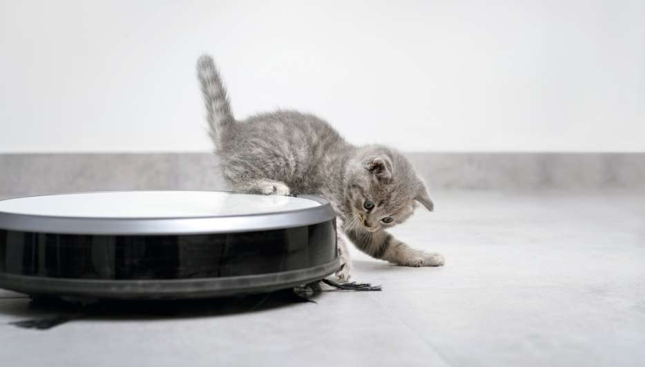 Eine kleine Katze steht neben einem Saugroboter.