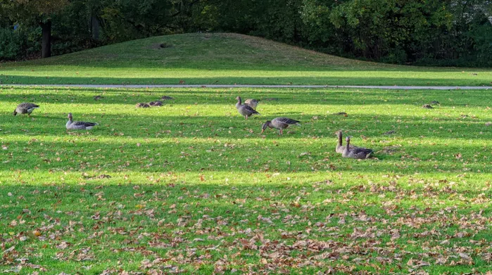 Gänse auf einer Wiese