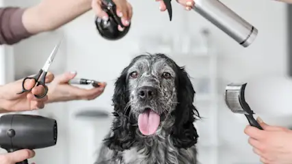 Ein Hund mit offenem Maul wird von Händen mit Schere, Bürste, Fön und Sprühflasche umgeben.
