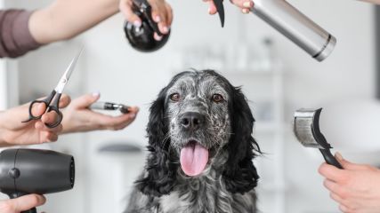 Hund bekommt mit verschiedenen Tools einen Haarschnitt 