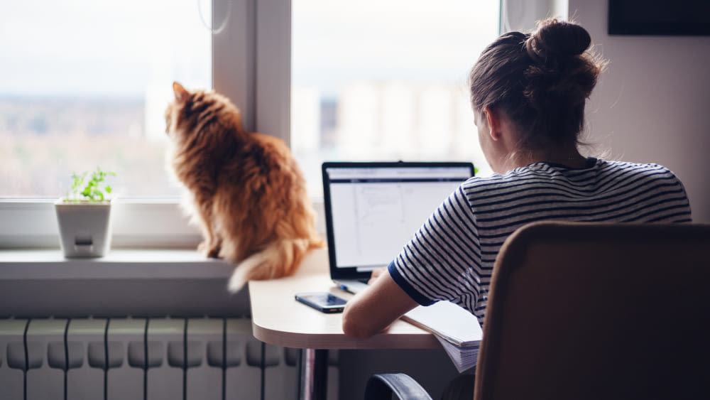 Frau an Laptop neben Fenster mit Katze