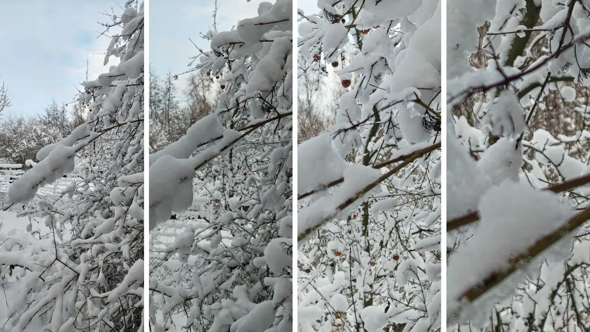 Eine Collage zeigt einen schneebedeckten Strauch in unterschiedlichen Vergrößerungen.