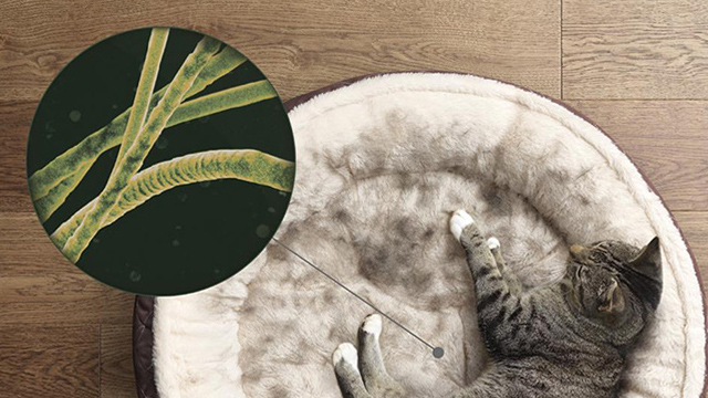 Eine Katze liegt in einem runden, weichen Bett. Ein vergrößertes Bild zeigt grüne Mikroben. Holzboden im Hintergrund.