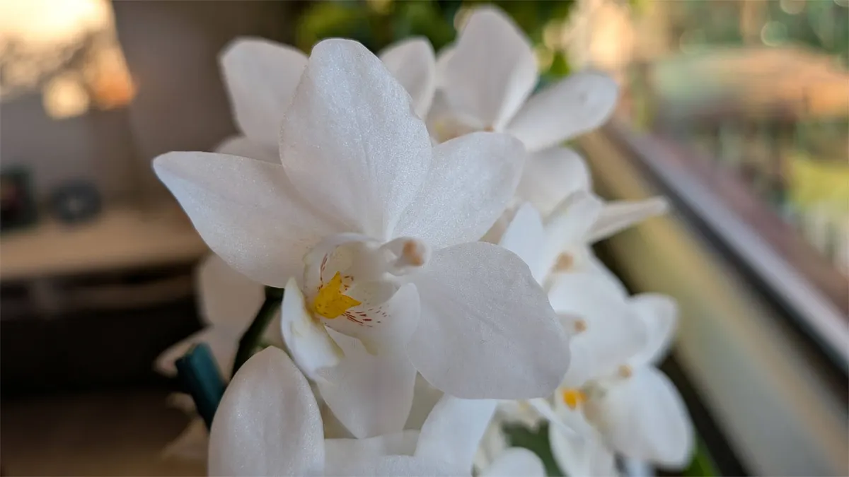 Makrofoto einer weißen Orchidee vor einem Fenster.