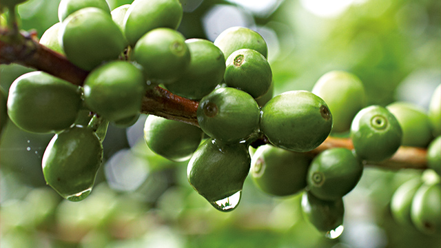 Ein Ast trägt grüne Kaffeekirschen, einige mit Wassertropfen, vor einem verschwommenen grünen Hintergrund.