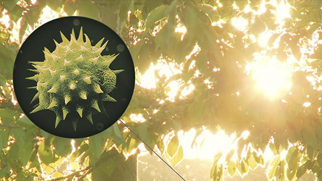 Nahaufnahme eines Pollenkorns mit Stacheln in einem schwarzen Kreis, umgeben von Blättern und hellem Sonnenlicht.