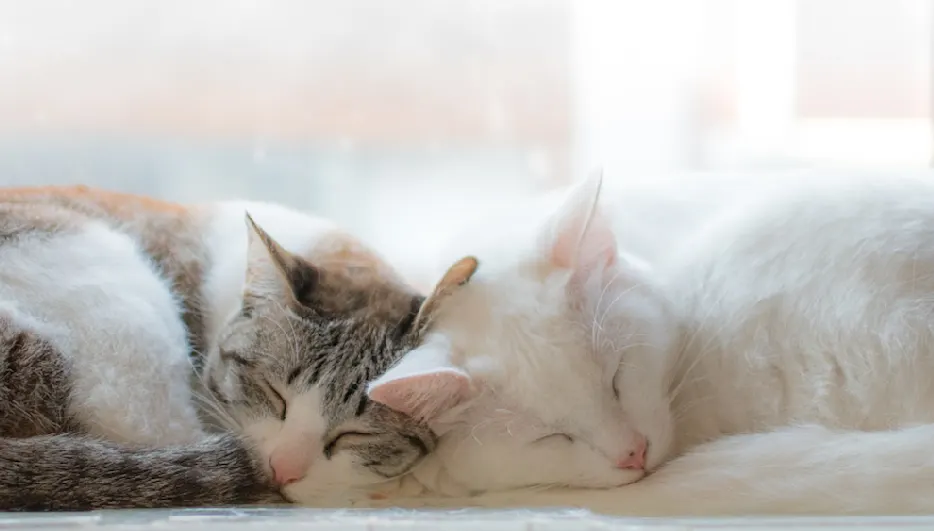 Zwei schlafende Katzen liegen eng aneinander vor einem hellen Hintergrund. Eine Katze ist weiß, die andere getigert.