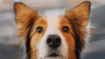 Ein weiß brauner Hund schaut in die Kamera