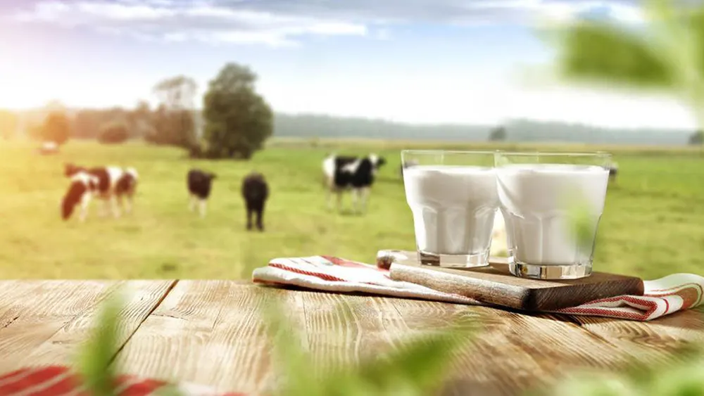 Zwei Gläser Milch auf einem Holzbrett auf einem Tisch. Im Hintergrund grasen Kühe auf einer grünen Wiese.