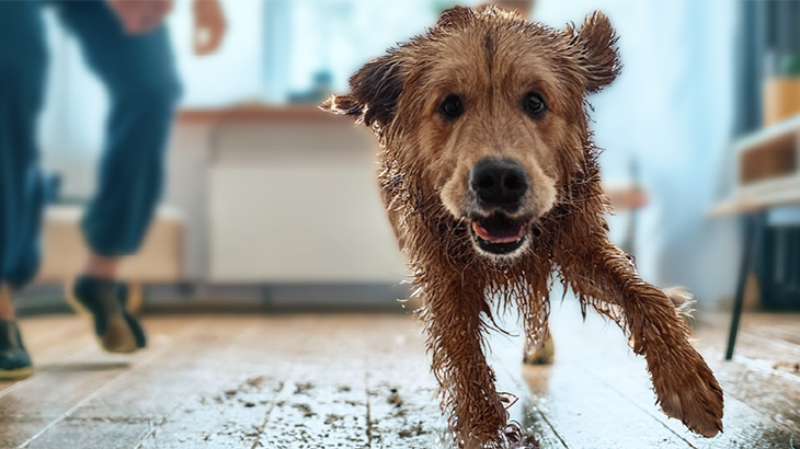 Ein nasser Hund rennt auf einem hellen Holzboden.