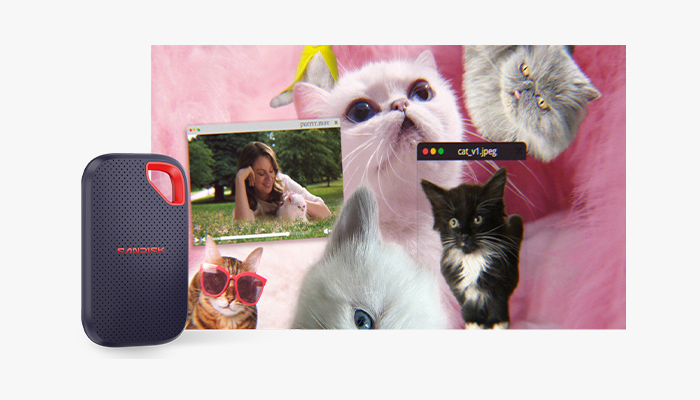 Montage aus diversen Katzen-Memes, Fotos und Videos.