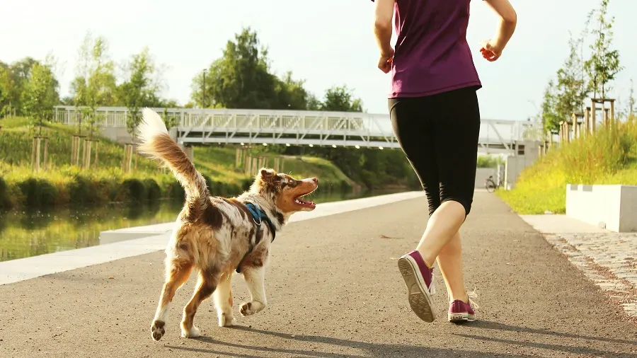 Eine Person joggt mit einem Hund auf einem Weg. Im Hintergrund sind Bäume und eine weiße Brücke zu sehen.
