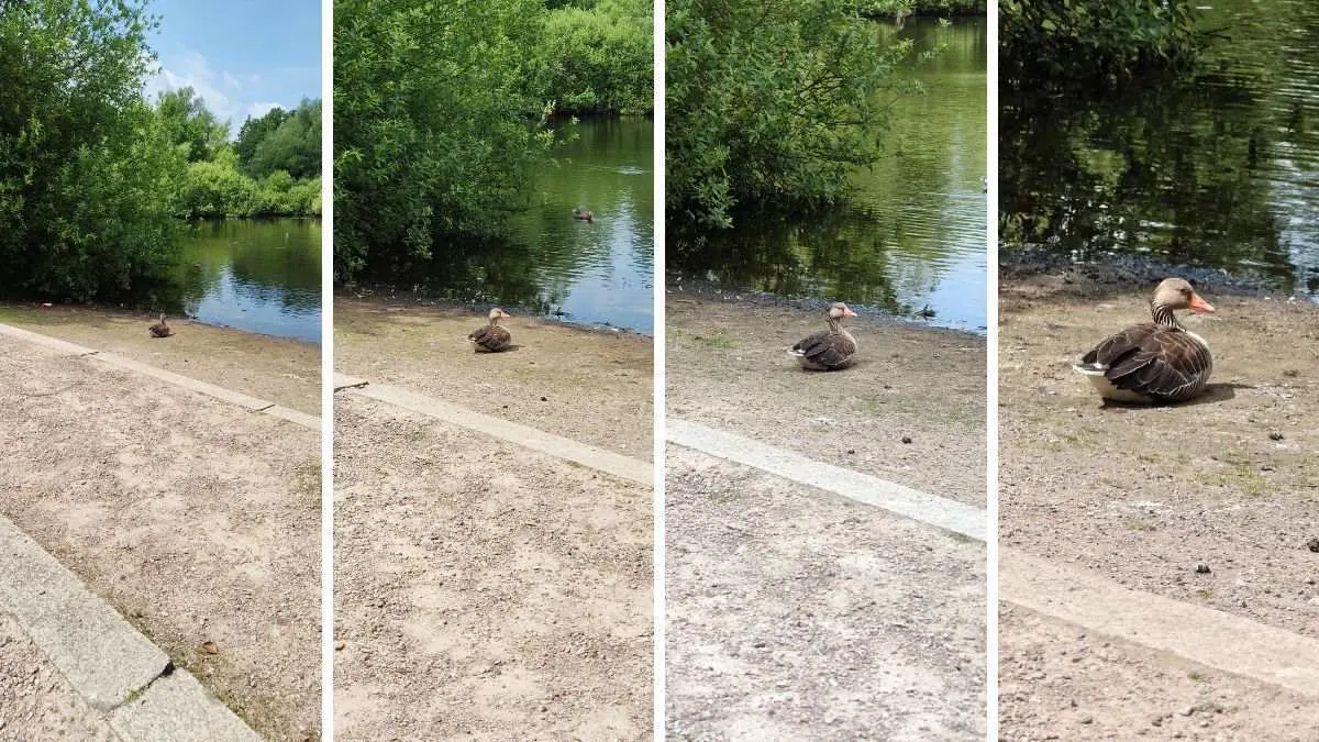 Die Collage zeigt eine Graugans an einem Teichufer in verschiedenen, aufsteigenden Zoomstufen.