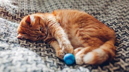 Katze_spielt_mit_Ball