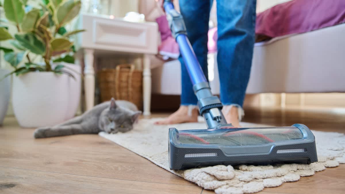 Eine Frau saugt mit einem Akkustaubsauger einen Teppich, auf dem eine Katze liegt.
