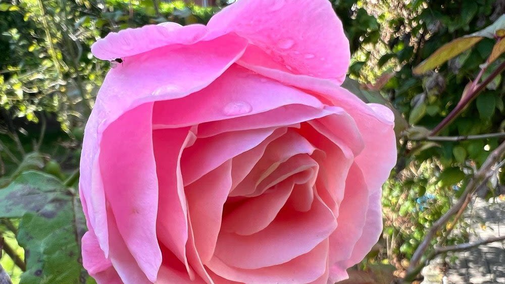 Makroaufnahme mit dem iPhone 13 Pro von einer pinken Rose mit grünen Sträuchern im Hintergrund