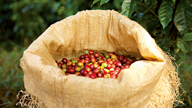 Ein Jutesack, gefüllt mit roten, gelben und grünen Kaffeekirschen, steht vor grünem Laub.