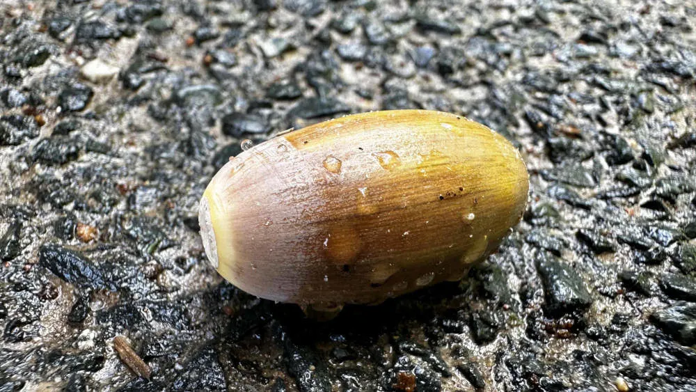 Eine Eichel liegt auf feuchtem, dunklem Untergrund. Wassertropfen sind auf der gelb-braunen Oberfläche der Eichel zu sehen.