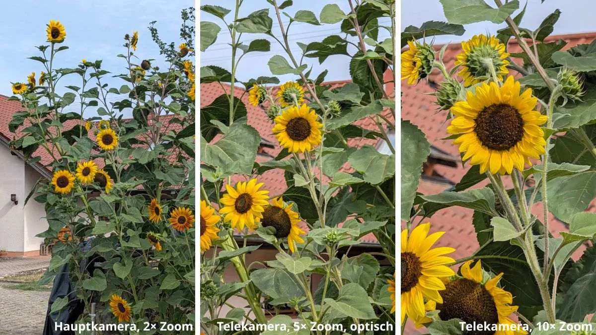 Eine Collage zeigt drei Fotos von Sonnenblumen in unterschiedlichen Vergrößerungen, aufgenommen mit dem Google Pixel 11 Pro. Alle Aufnahmen überzeugen mit guter Schärfe, vielen Details und schönen Farben.