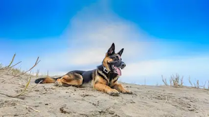 Ein Deutscher Schäferhund liegt auf Sand unter blauem Himmel. Das Tier hat ein Halsband und die Zunge hängt heraus.