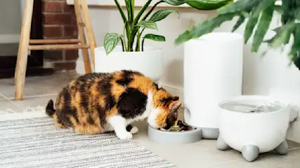 Eine Katze mit braunen, schwarzen und weißen Flecken frisst aus einem grauen Napf neben einem Futter- und Wasserspender.