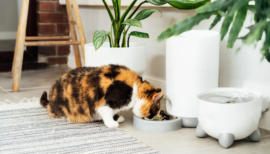Eine Katze mit braunen, schwarzen und weißen Flecken frisst aus einem grauen Napf neben einem Futter- und Wasserspender.