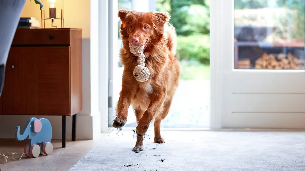 Ein brauner Hund rennt mit einem Seilspielzeug im Maul durch eine offene weiße Tür. Im Hintergrund sind Möbel und ein Spielzeug-Elefant zu sehen.