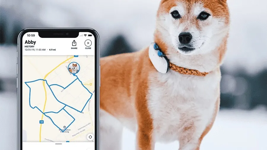 Ein Smartphone zeigt eine Wanderkarte neben einem Shiba Inu mit Halsband in verschneiter Umgebung.