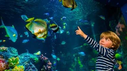 Kind steht vor einer Unterwasserwelt, die mehrere Fische zeigt.